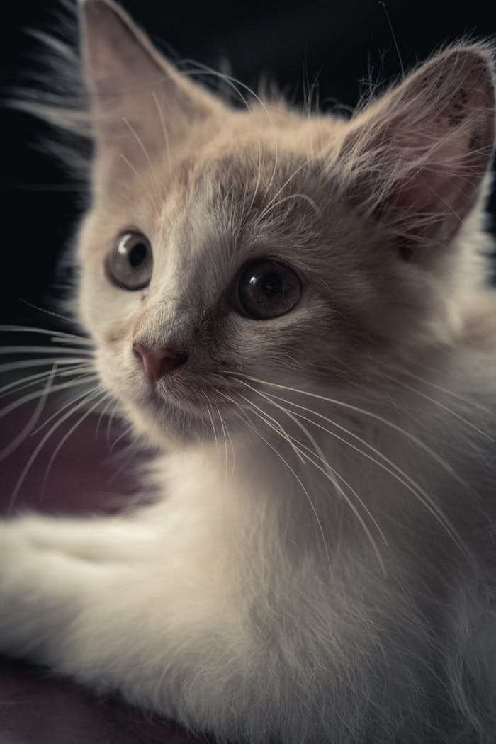 Charming close-up of a fluffy kitten with soft fur and wide eyes, perfect for pet lovers.