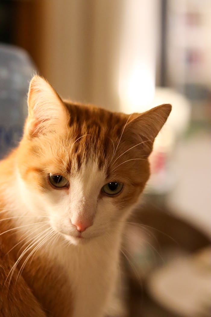 Close-up portrait of a calm orange and white domestic cat indoors with soft lighting.