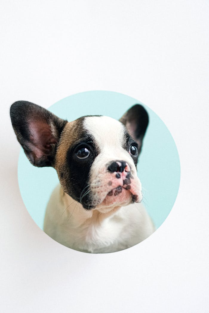 Close-up portrait of a cute French Bulldog puppy with a light blue background.