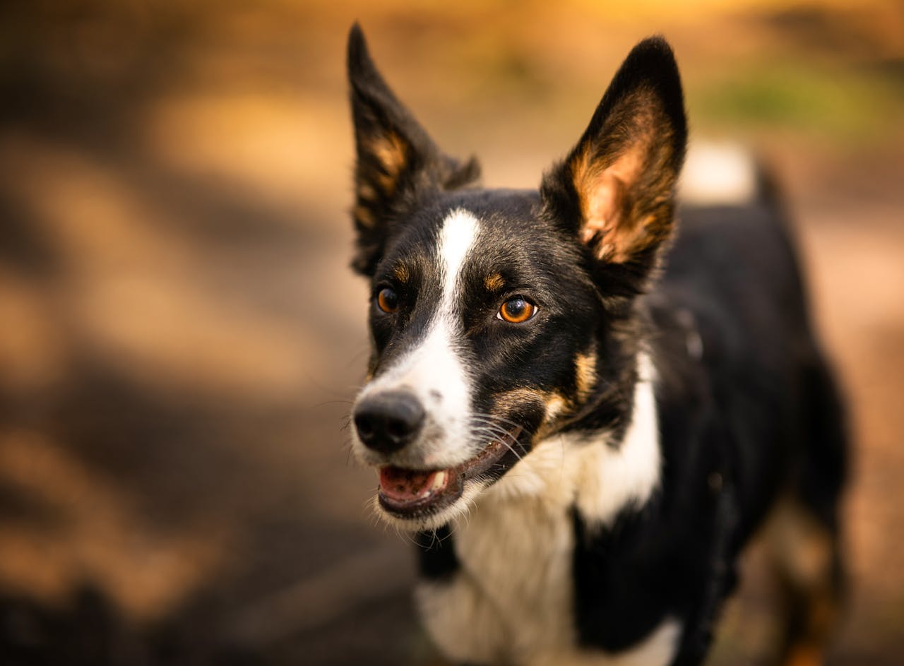Close-up of a joyful Border Collie outdoors, capturing its lively expression and alert ears.