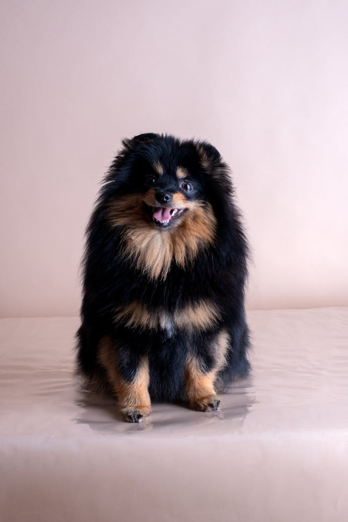 Cute black and tan Pomeranian dog sitting on a studio backdrop.