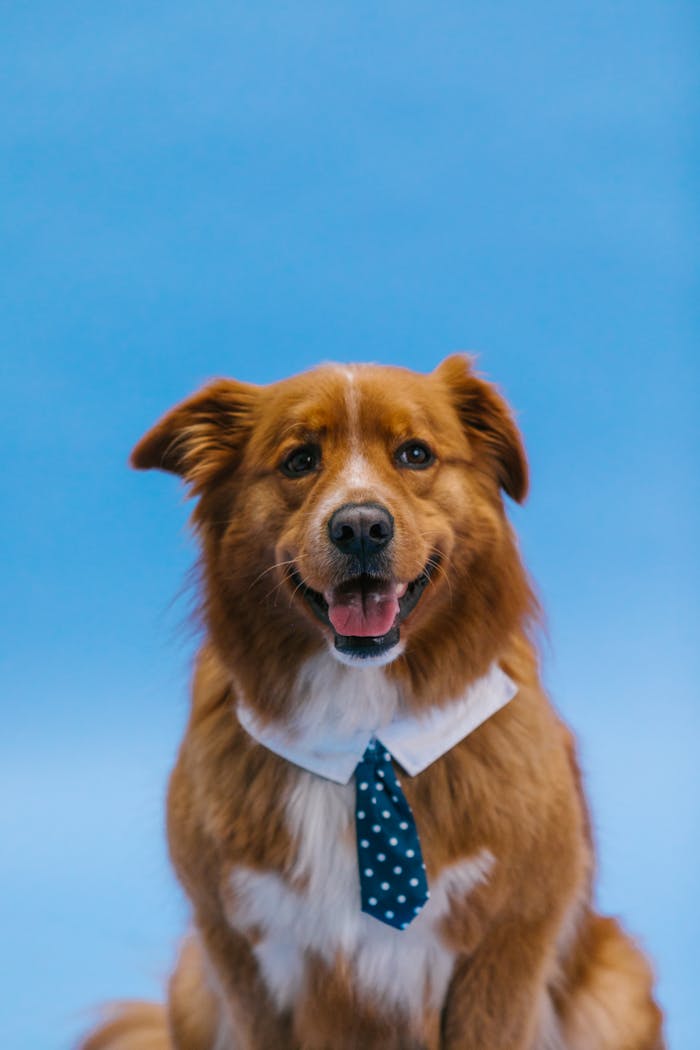 Charming brown dog posing in a polka dot necktie against a blue background in a studio shoot.