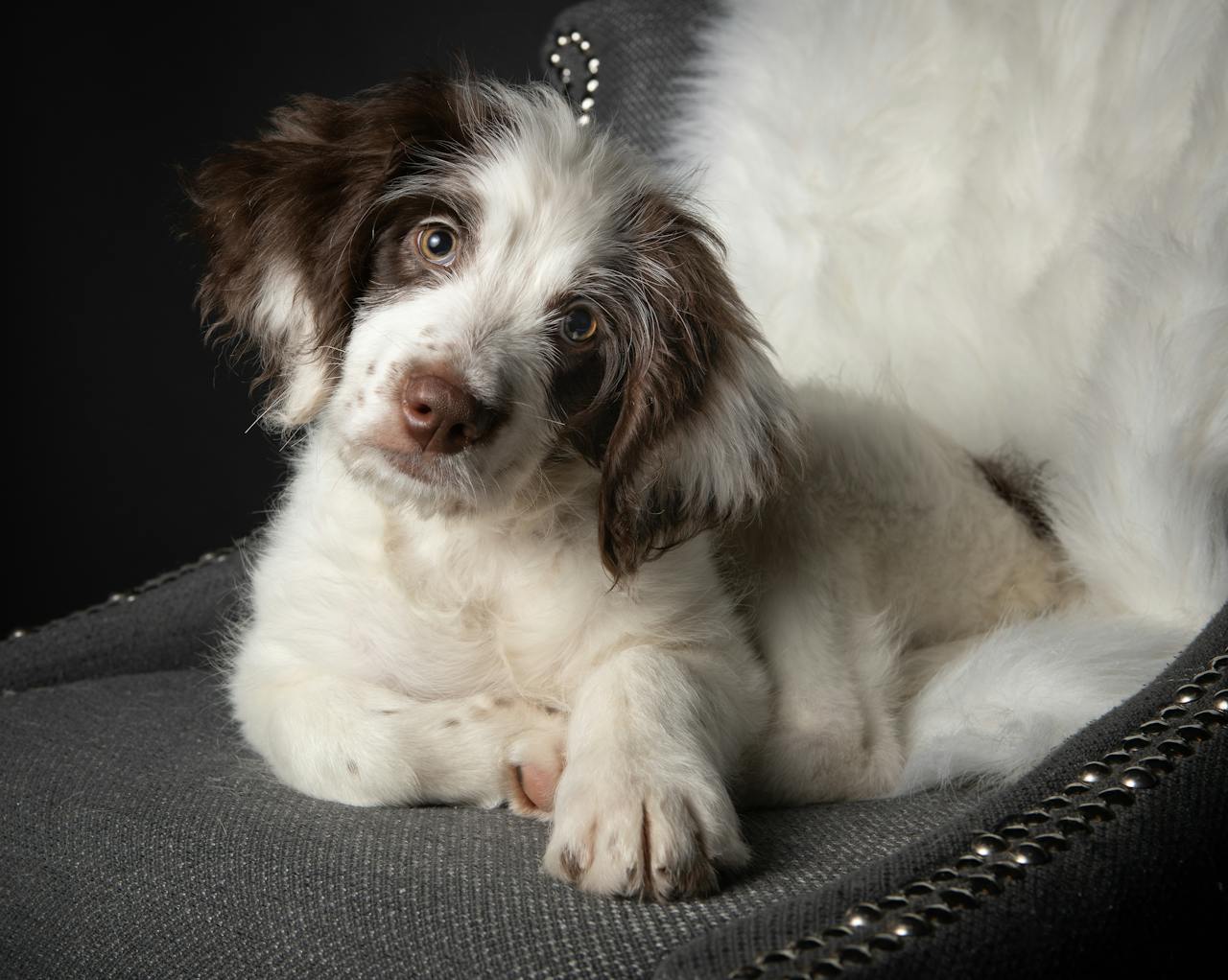 Cute brown and white puppy resting comfortably on a grey upholstered chair.